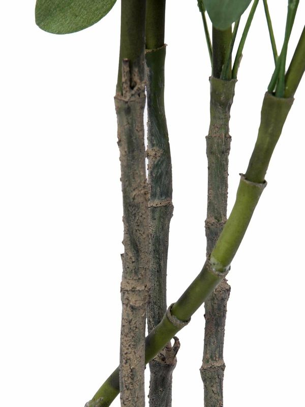Aralia tekokasvi ruukussa 120cm