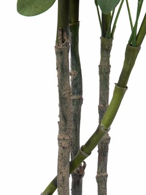 Aralia tekokasvi ruukussa 120cm