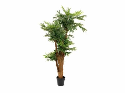 Areca tekopalmu 170cm