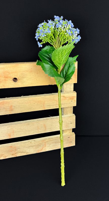 Hortensia kestokukkaoksa, sininen