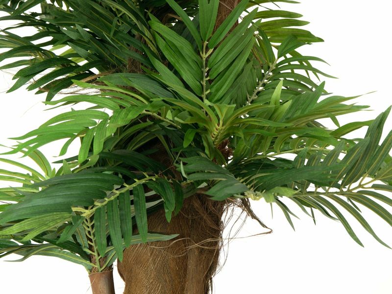 Areca tekopalmu 140cm