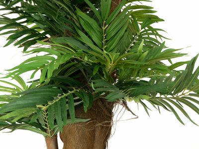 Areca tekopalmu 140cm