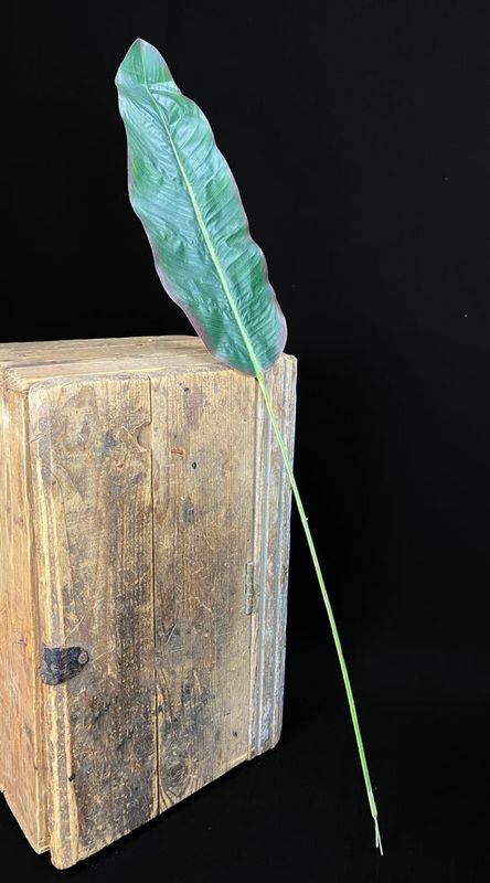 Banaanin tekolehti 1m