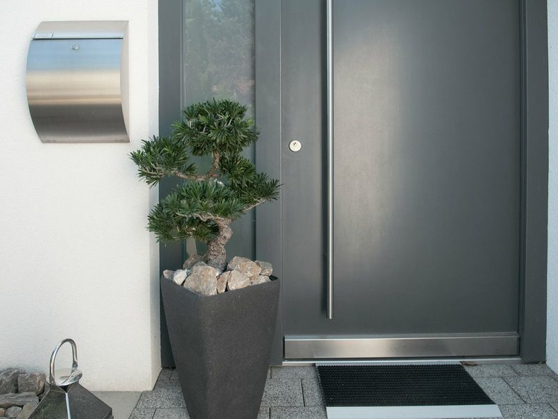 Bonsai tekokasvi ruukussa 80cm