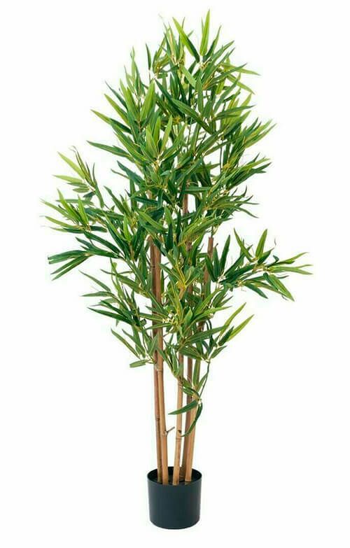 Bambu tekokasvi