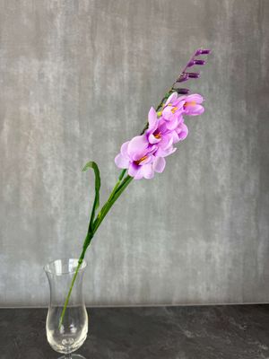 Freesia kestokukka