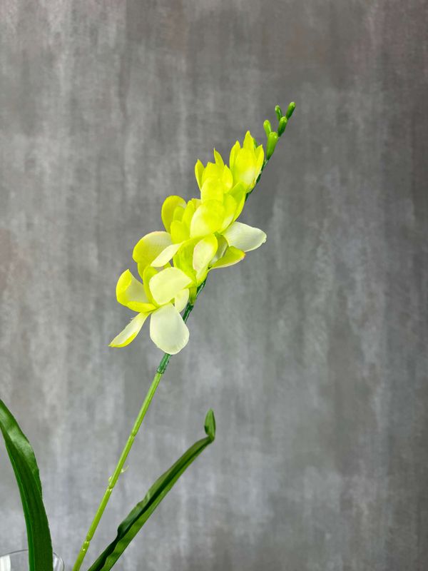 Freesia tekokukka