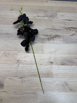 Miekkalilja tekokukka, musta