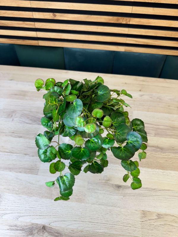 Pelargonia amppeli tekokasvi