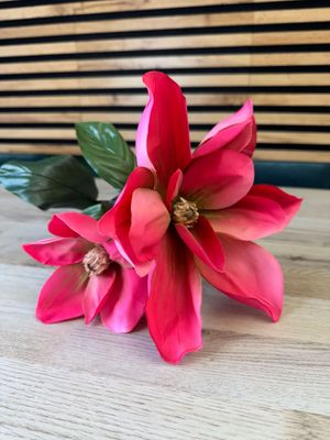 Magnolia tekokukka, pinkki