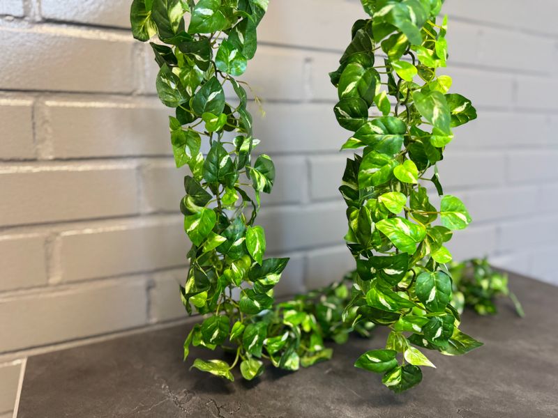 Tekoviherköynnös, kultaköynnös