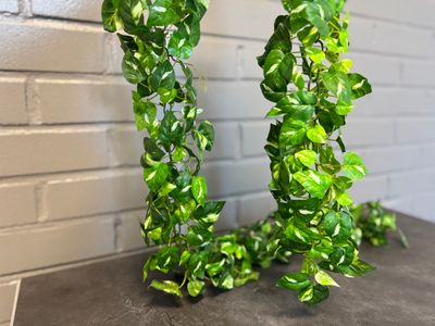 Tekoviherköynnös, kultaköynnös