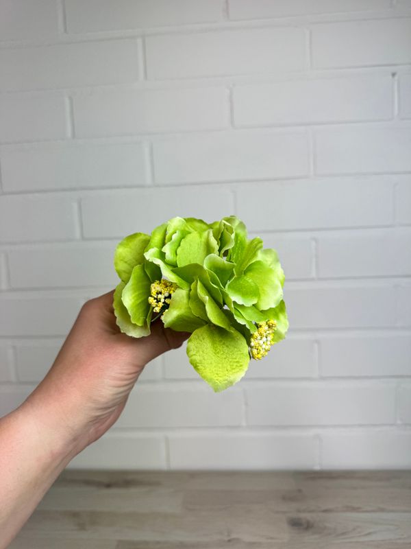 Hortensia kestokukkapää, vihreä Hortensia kestokukkapää, vihreä