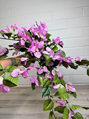 Bougainvillea amppeli tekokasvi, vaaleanvioletti