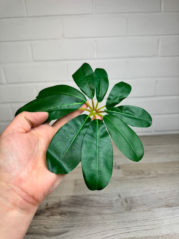 Siroliuska aralia tekolehtiosa 3kpl
