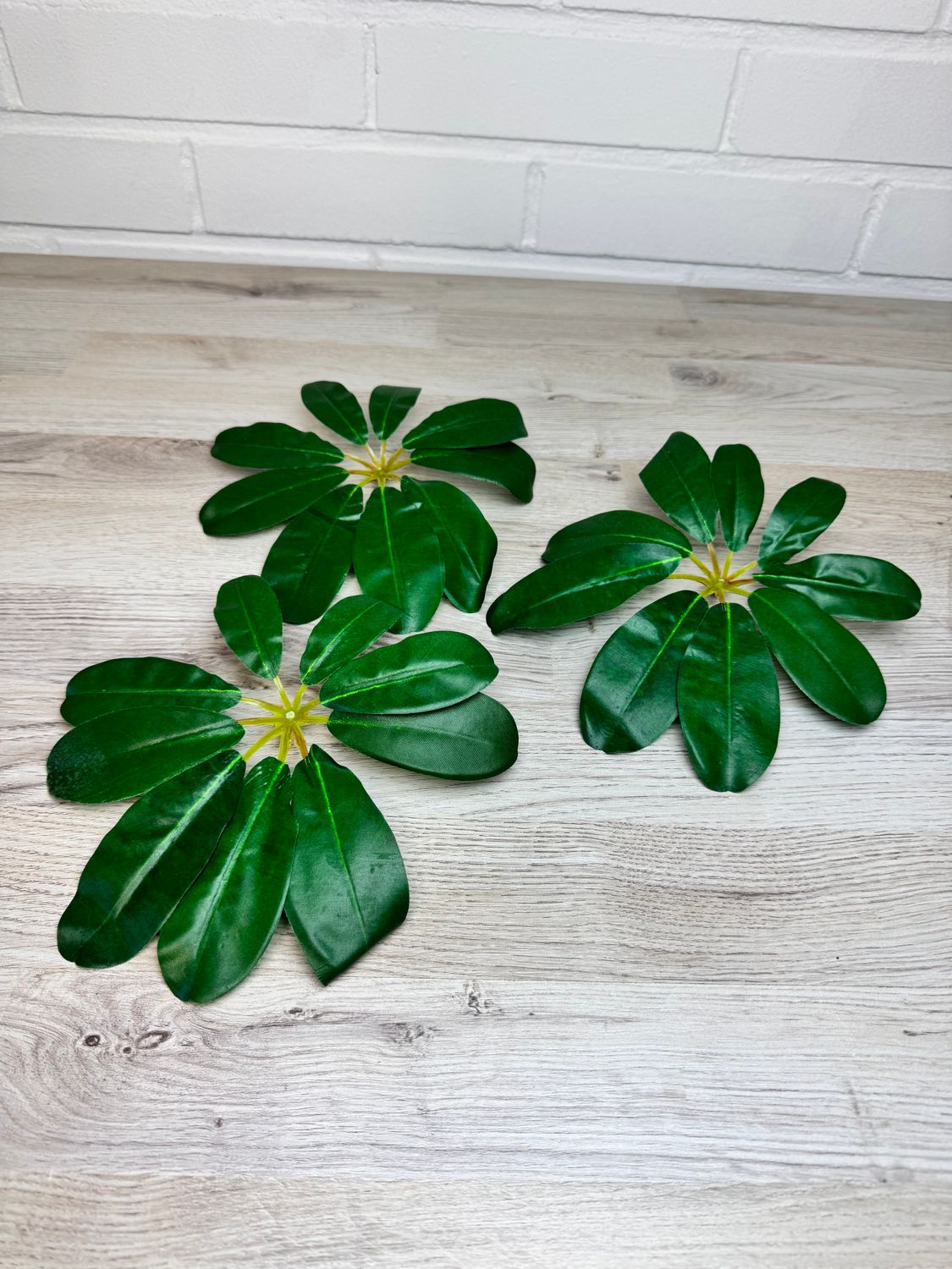 Siroliuska aralia tekolehtiosa 3kpl