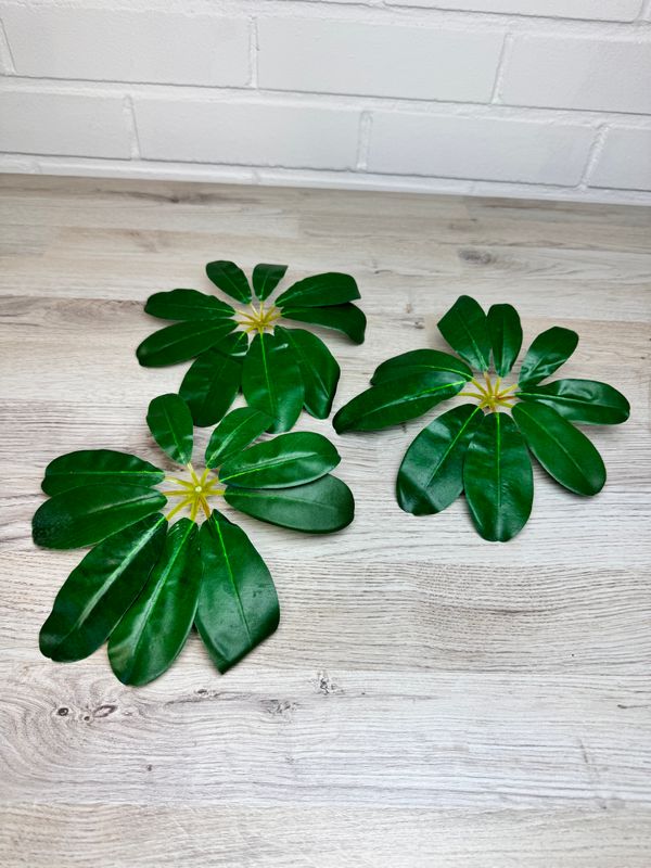 Siroliuska aralia tekolehtiosa 3kpl