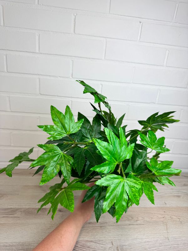 Aralia tekokasvi