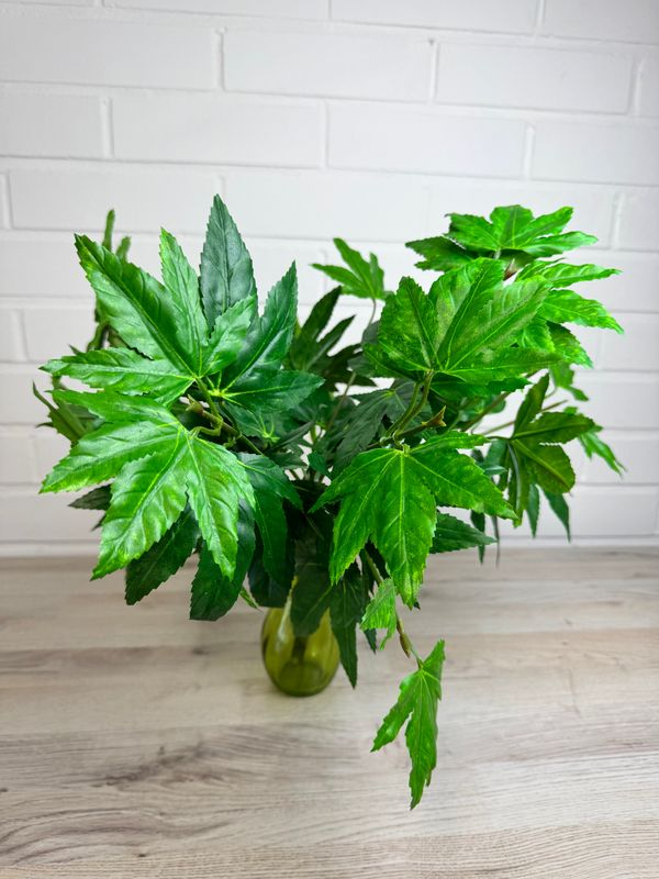 Aralia tekokasvi