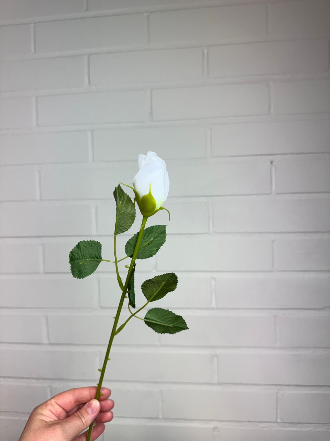 Tekoruusu nupussa, valkoinen
