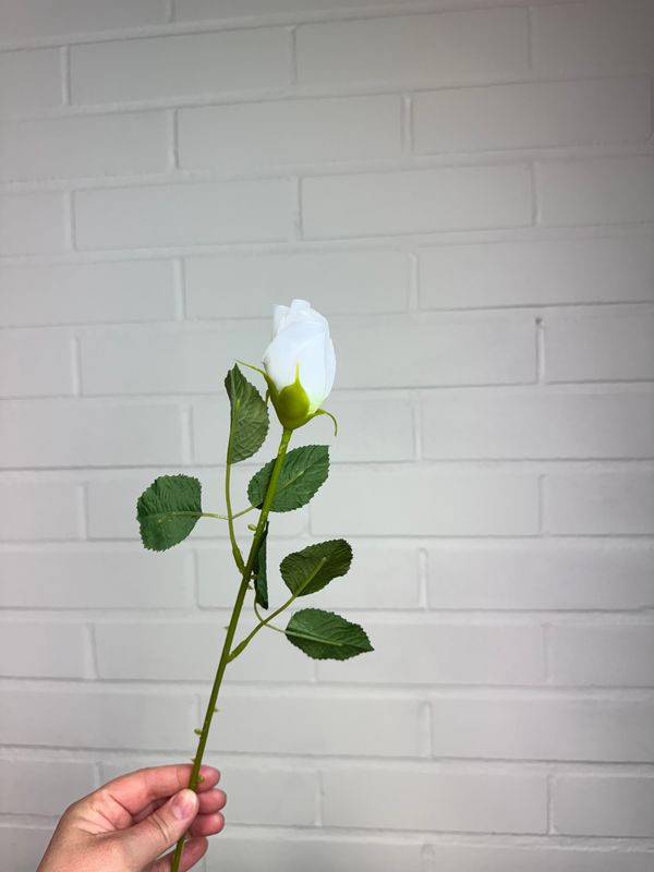 Tekoruusu nupussa, valkoinen