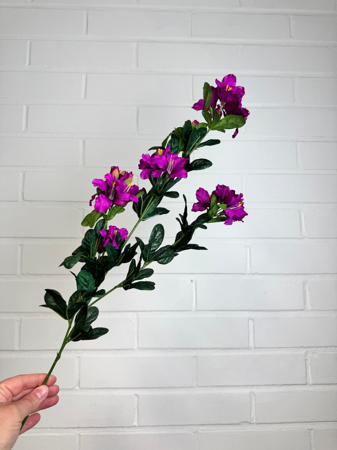 Bougainvillea tekokukkaoksa, fuksia