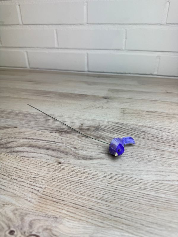 Koristelintu, violetti