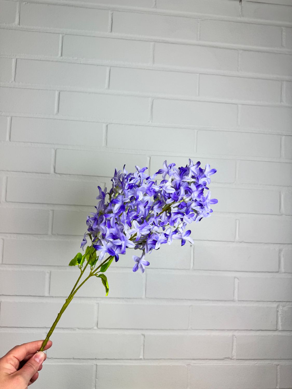 Syreenin teko-oksa, violetti