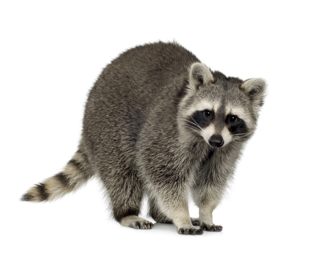 Raccoons