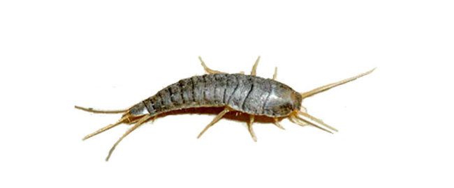 Silverfish