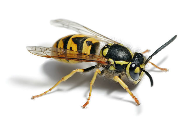 Wasps