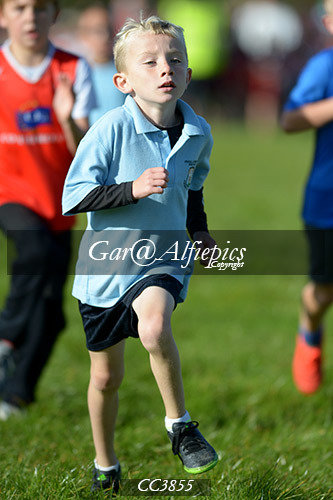 Carmarthenshire School&#39;s Cross Country