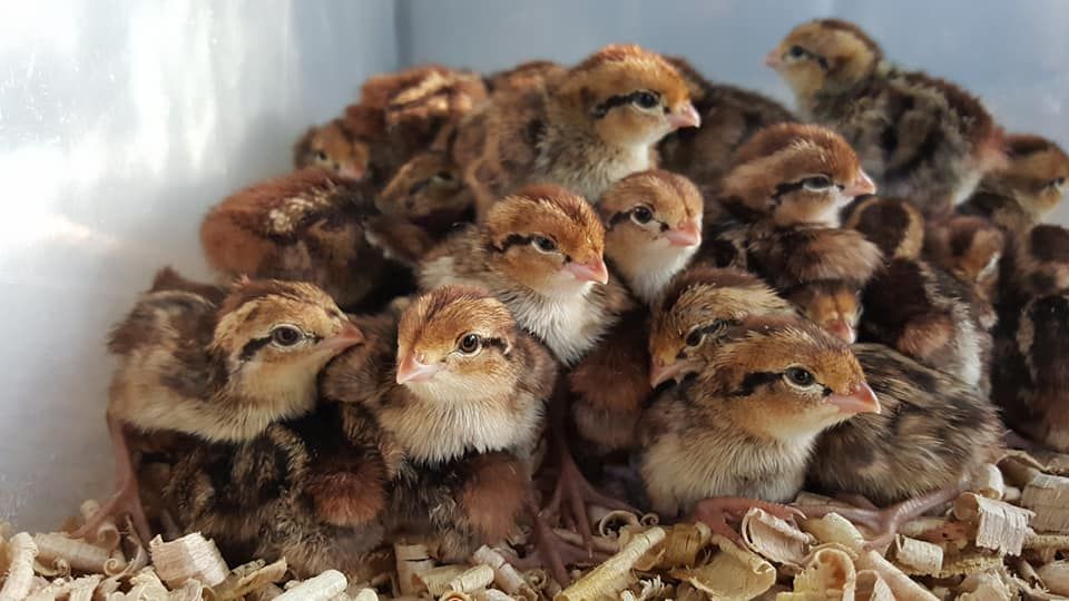 Quantity: 200 - Northern Bobwhite Quail Chicks - PICKUP ONLY