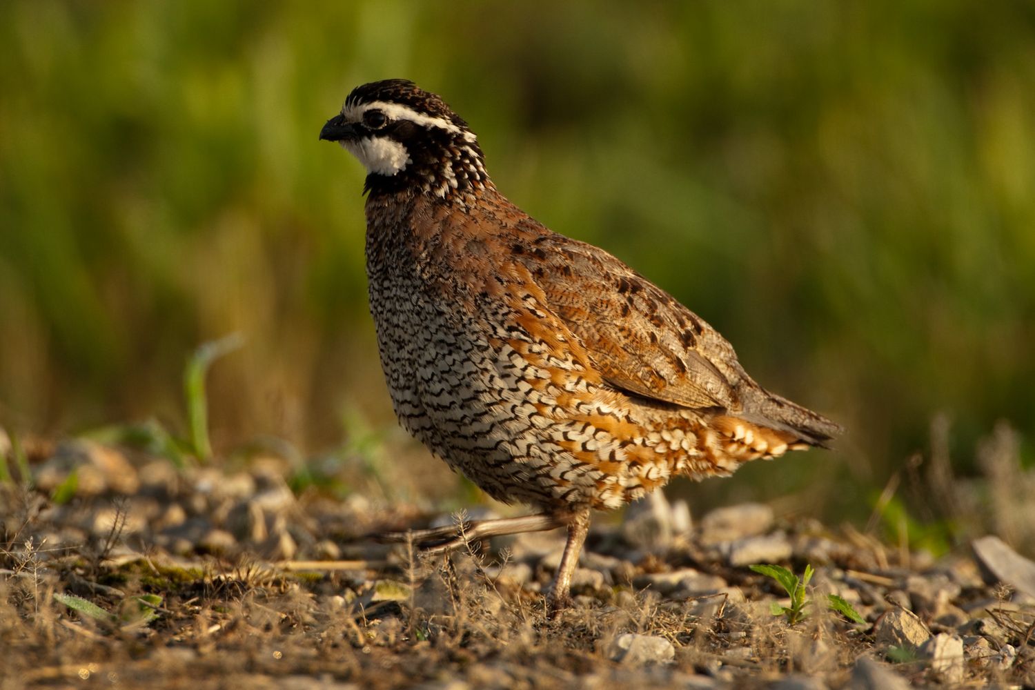 Northern Bobwhite Quail Flight Birds - PICKUP ONLY