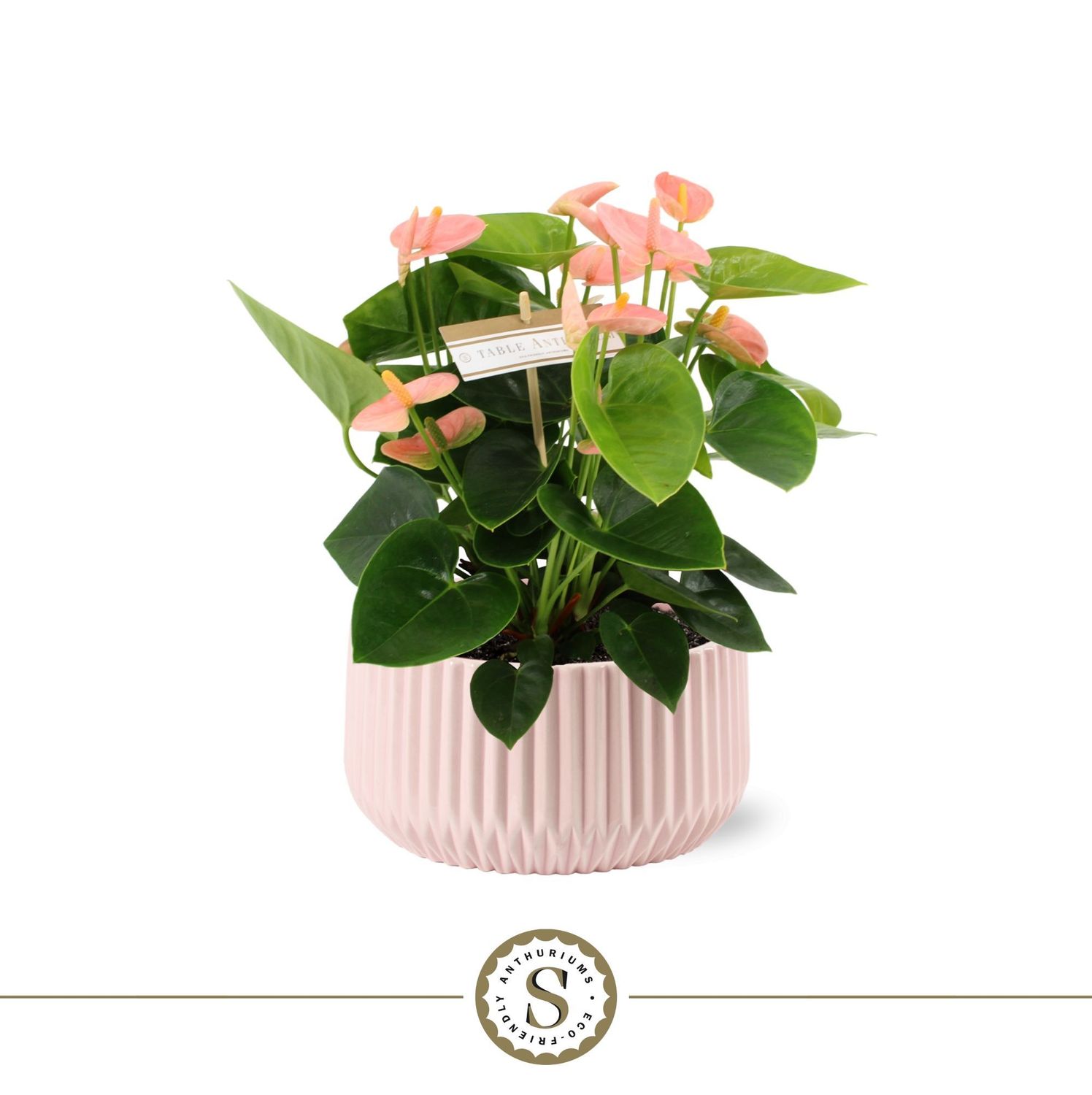 Madeira Pink met Table Spirit