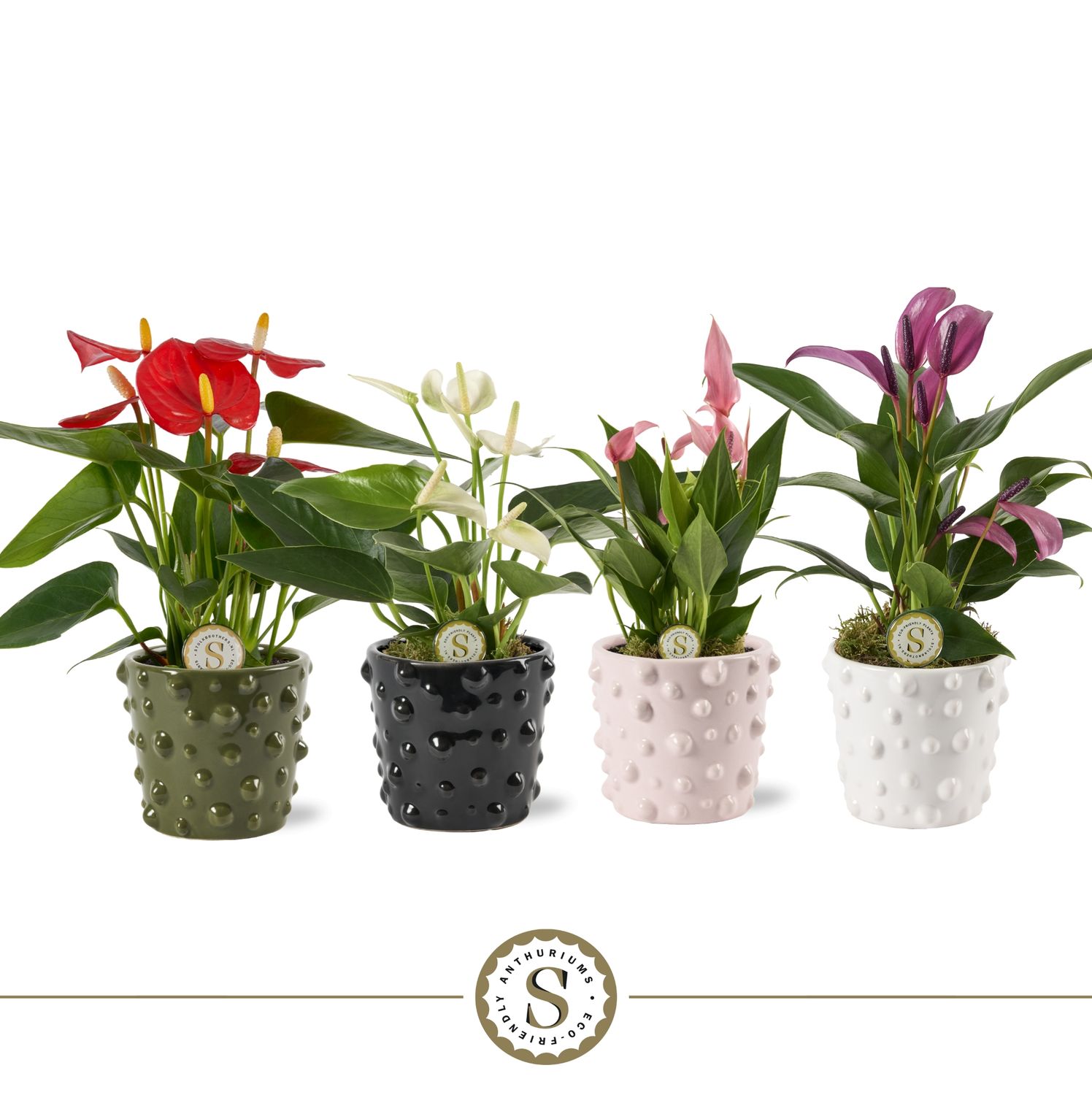 Puglia Mix 9cm