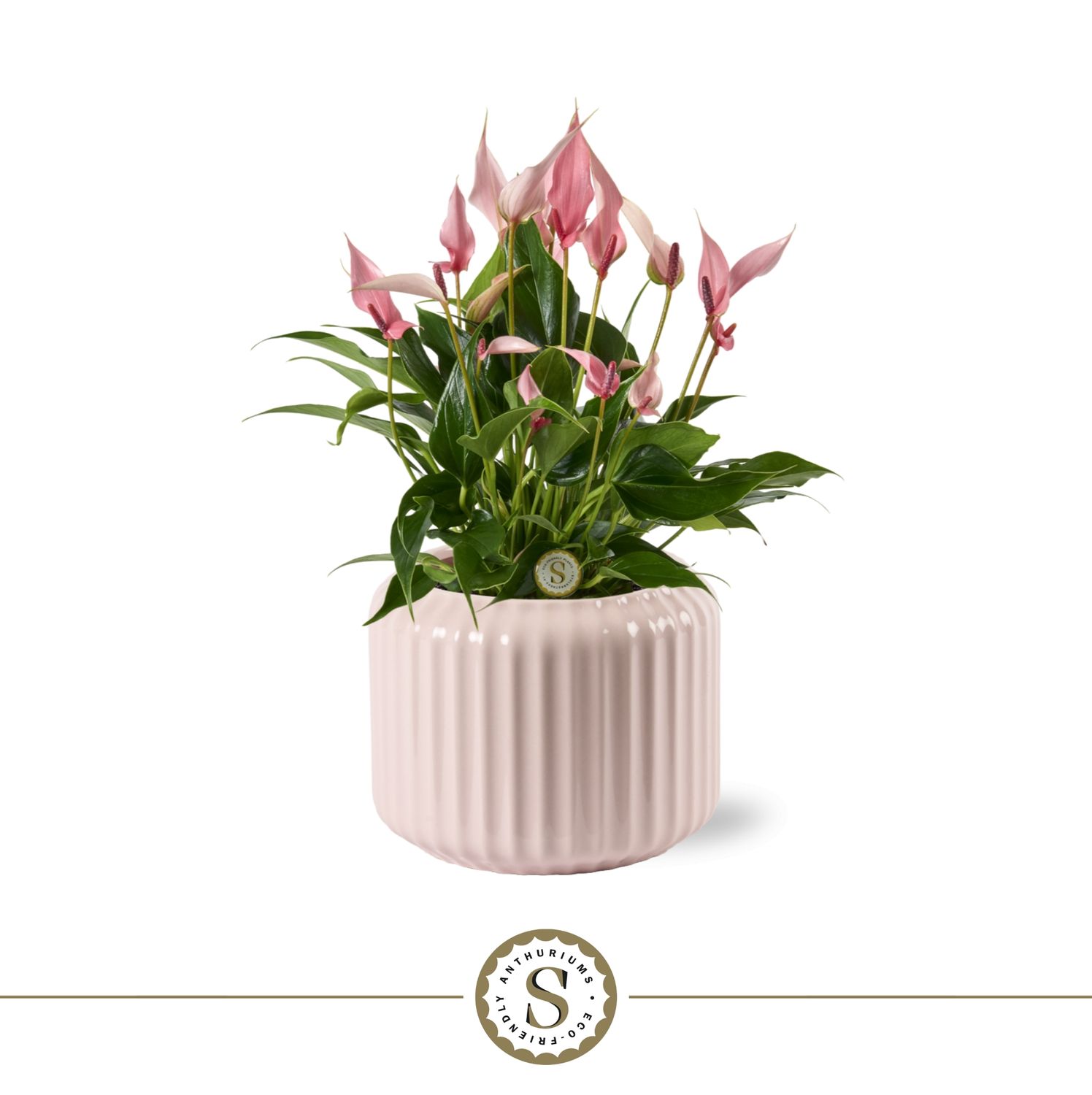 Bologna Pastel Pink Lilli