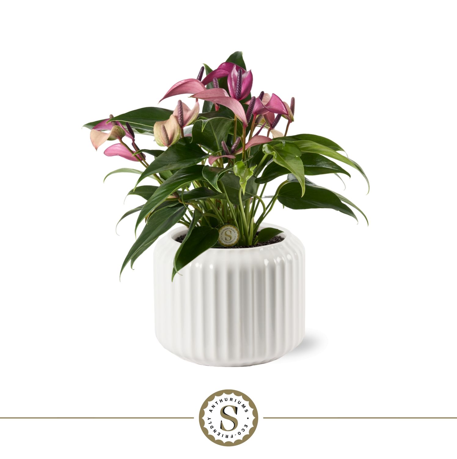 Bologna White Zizou (€9,95)