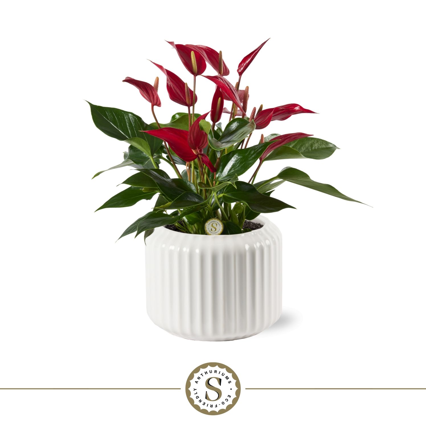 Bologna White Roja