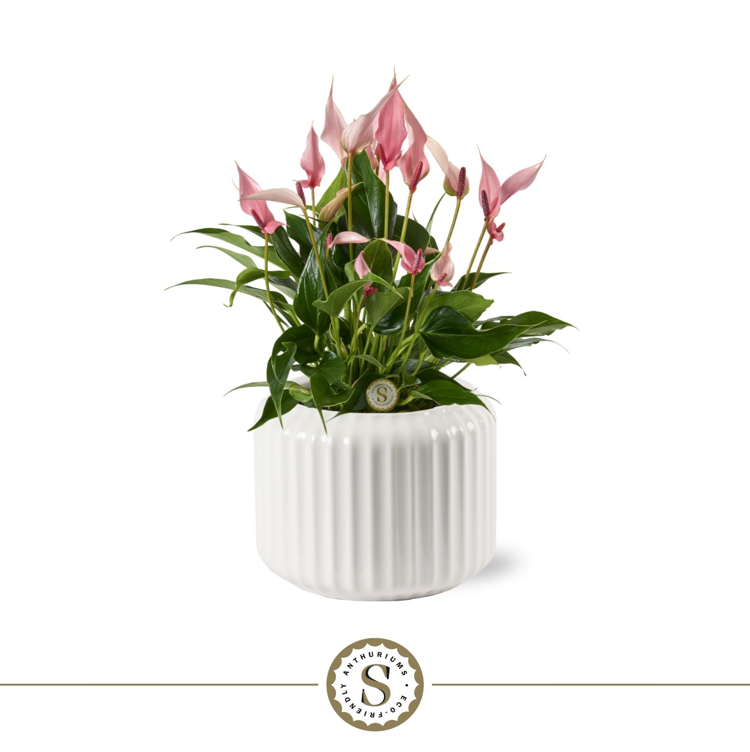 Bologna White Lilli