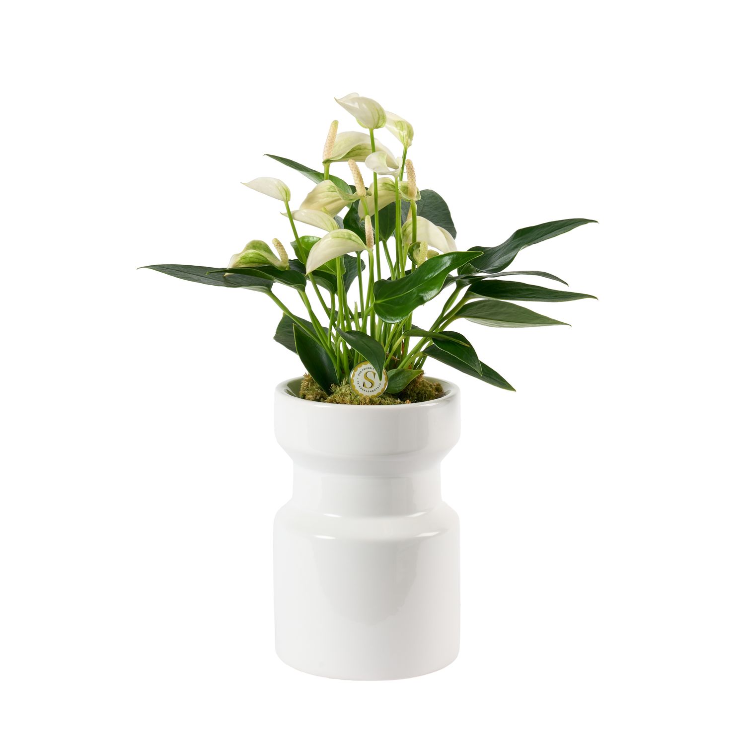 Davinci White Gloss White