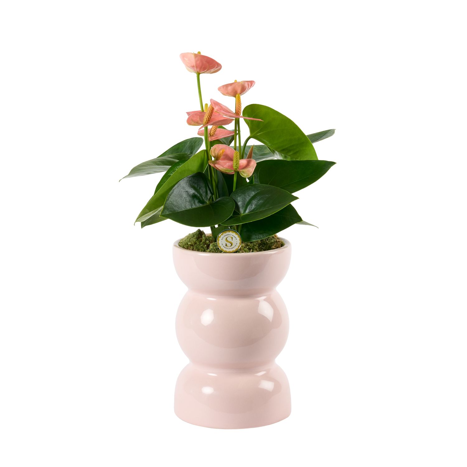 Davinci Pastel Pink Spirit