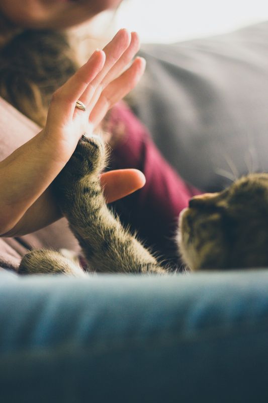 How Cats Enhance Our Well-being – With Supportive Spaces from Indalo