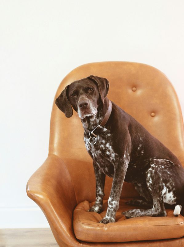 Pet-Friendly Design: Style Meets &quot;Paw&quot;fection