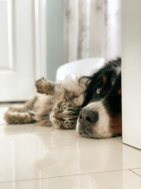 By Pet