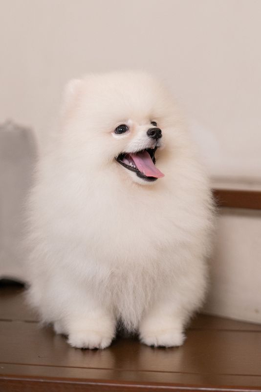 Dogs