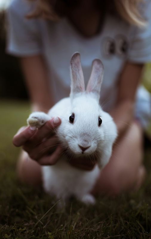 Rabbits