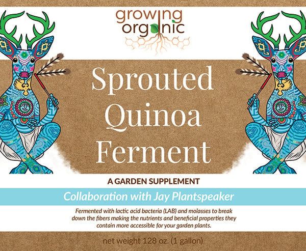 Growing Organic Sprouted Quinoa Ferment, 1 Gallon
