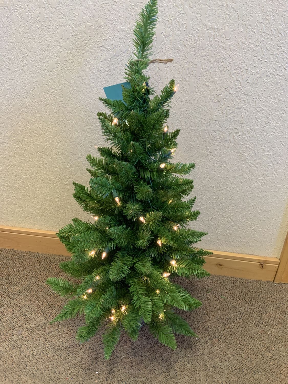 Tree, Albany Potted 36x20