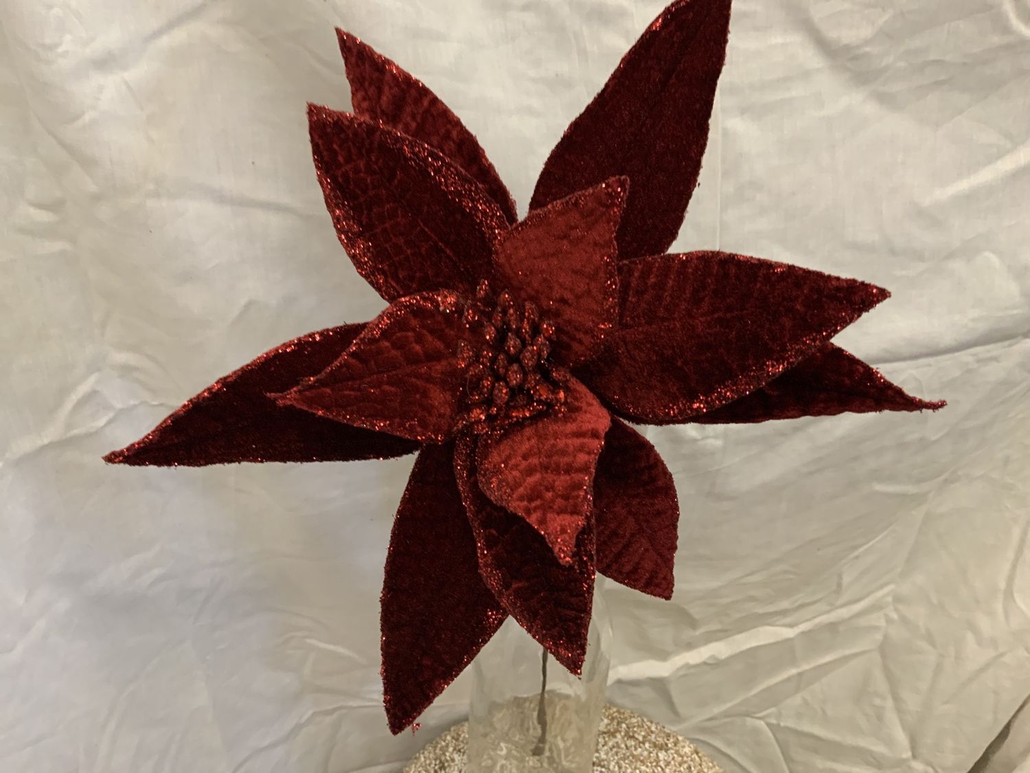 Poinsettia, Red Velvet Glt Dark